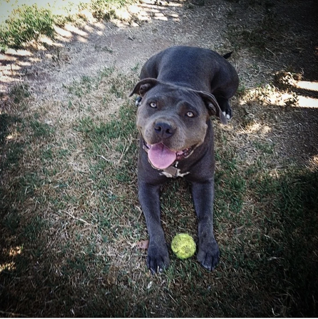 Chica, the beloved pit bull who inspired the Doggy Duties logo